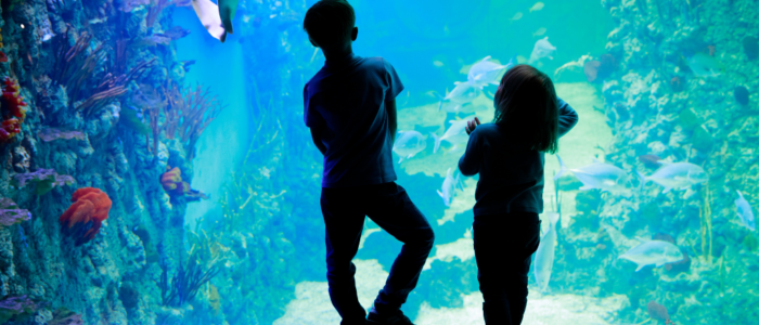 Blue Planet Aquarium_Plassey Blue Planet Aquarium_Plassey