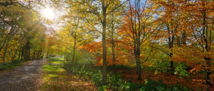 Ty-Mawr-Country-Park_Plassey_V2